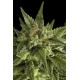 FRUIT AUTOMATICA * DINAFEM SEEDS 3 SEMI FEM