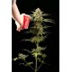 HAZE AUTOMATICA * DINAFEM SEEDS 3 SEMI FEM