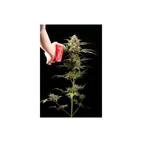 HAZE AUTOMATICA * DINAFEM SEEDS 3 SEMI FEM