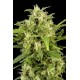 CRITICAL + AUTOMATIC * DINAFEM SEEDS 1 SEME FEM 