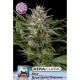 KERA ROYAL QUEEN DIAMOND * KERA SEEDS CLASSIC 3 SEMI FEM