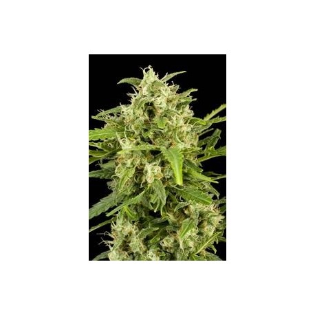 CRITICAL + AUTOMATIC * DINAFEM SEEDS 5 SEMI FEM 