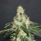 MATARO BLU CBD * KANNABIA SEEDS 1 SEME FEM 