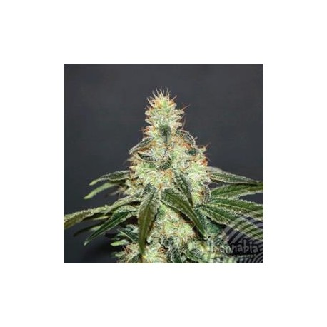 MATARO BLU CBD * KANNABIA SEEDS 1 SEME FEM 