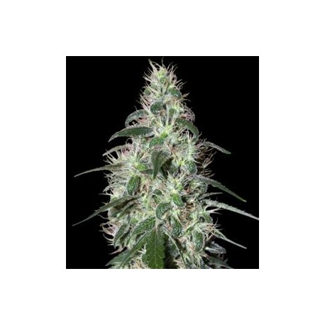 PULSAR * BUDDHA SEEDS 3 SEMI FEM 