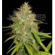 AFGHAN KUSH X SKUNK * WORLD OF SEEDS 3 SEMI FEM