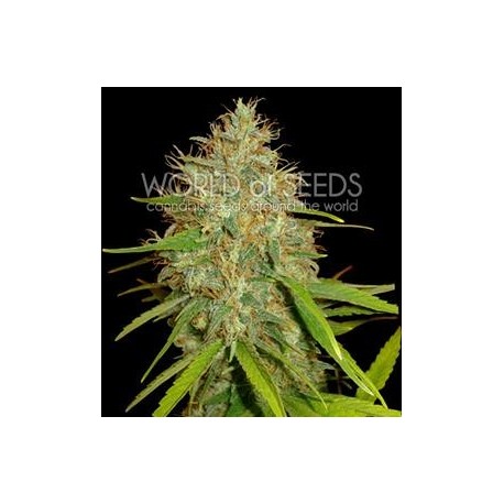 AFGHAN KUSH X SKUNK * WORLD OF SEEDS 3 SEMI FEM