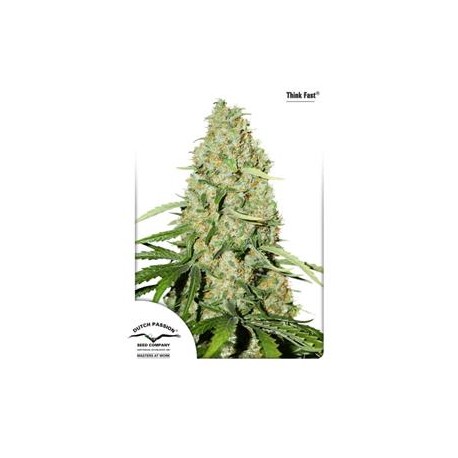 THINK FAST ® * DUTCH PASSION FEMINIZED 3 SEMI