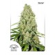 THINK FAST ® * DUTCH PASSION FEMINIZED 10 SEMI