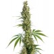 EAGLE BILL ® * SENSI SEEDS 10 SEMI REG 