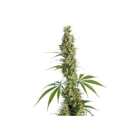 EAGLE BILL ® * SENSI SEEDS 10 SEMI REG 