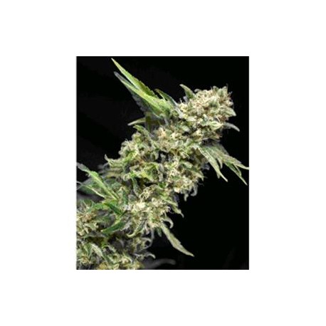 ALPUJARRENA * PYRAMID SEEDS 50 SEMI FEM 