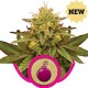 ROYAL DOMINA * ROYAL QUEEN SEEDS 3 SEMI FEM 