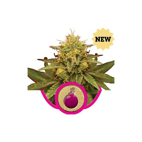 ROYAL DOMINA * ROYAL QUEEN SEEDS 3 SEMI FEM 