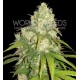 AFGHAN KUSH X YUMBOLT * WORLD OF SEEDS 12 SEMI FEM 