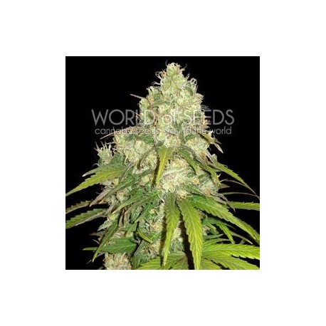 AFGHAN KUSH X YUMBOLT * WORLD OF SEEDS 12 SEMI FEM 