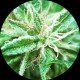 SATIVA SAMADHI * TOP TAO SEEDS 10 SEMI REG