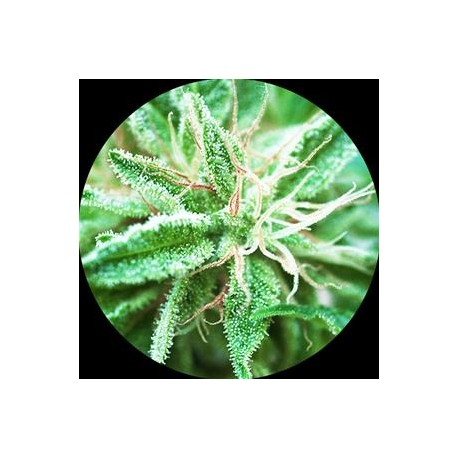 SATIVA SAMADHI * TOP TAO SEEDS 10 SEMI REG