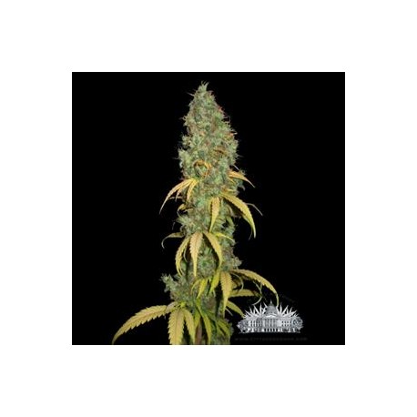 PURE POWER PLANT AUTO * CITY SEEDS BANK 3 SEMI FEM