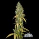 PURE POWER PLANT AUTO * CITY SEEDS BANK 5 SEMI FEM