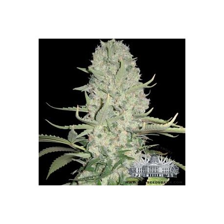 WHITE WIDOW AUTO * CITY SEEDS BANK 3 SEMI FEM