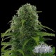 CRITICAL * CITY SEEDS BANK 3 SEMI FEM