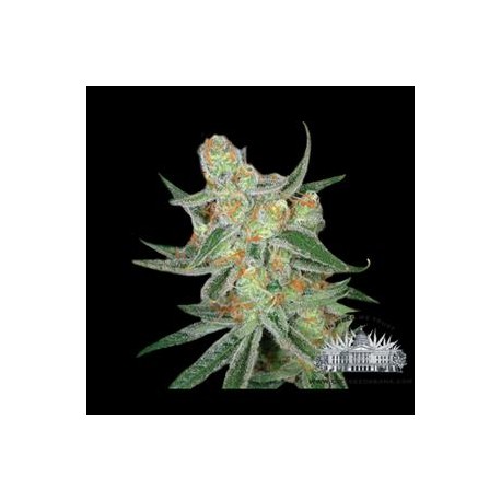 PURE POWER PLANT * CITY SEEDS BANK 3 SEMI FEM