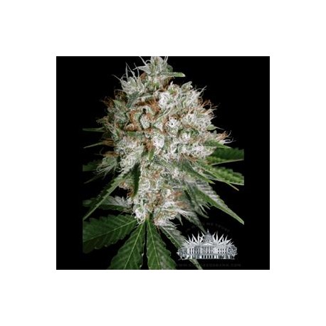 SOUR DIESEL * CITY SEEDS BANK 3 SEMI FEM