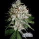 SOUR DIESEL * CITY SEEDS BANK 5 SEMI FEM