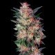 SUPER SKUNK * CITY SEEDS BANK 3 SEMI FEM