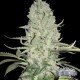 WHITE WIDOW * CITY SEEDS BANK 3 SEMI FEM