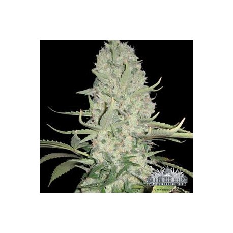 WHITE WIDOW * CITY SEEDS BANK 3 SEMI FEM