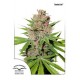 PASSION FRUIT * DUTCH PASSION FEMINIZED 10 SEMI