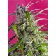 CRYSTAL CANDY AUTO® * SWEET SEEDS 3 SEMI FEM 