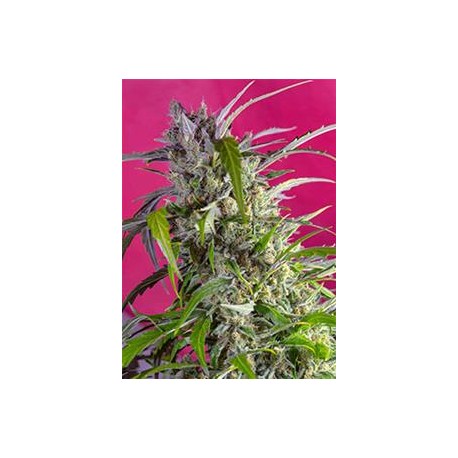 CRYSTAL CANDY AUTO® * SWEET SEEDS 3 SEMI FEM 