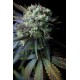 DINAMED CBD* DINAFEM SEEDS 3 SEMI FEM