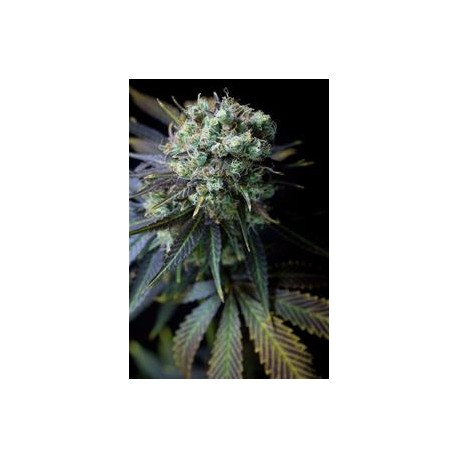 DINAMED CBD* DINAFEM SEEDS 3 SEMI FEM