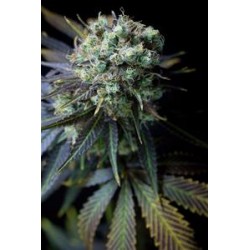 DINAMED CBD* DINAFEM SEEDS 5 SEMI FEM