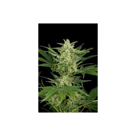 CRITICAL JACK AUTOMATICA * DINAFEM SEEDS 1 SEME FEM 