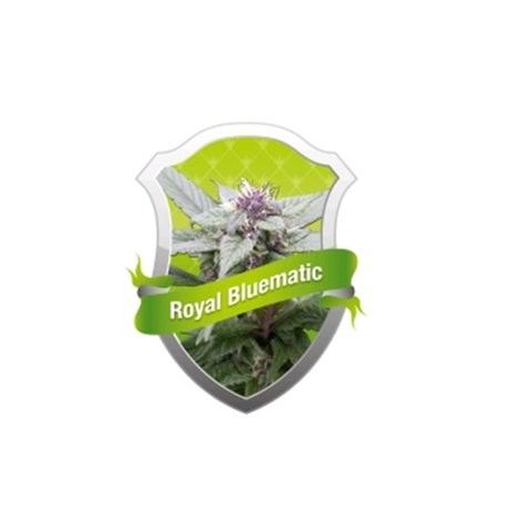 ROYAL BLUEMATIC * ROYAL QUEEN SEEDS 10 SEMI FEM 