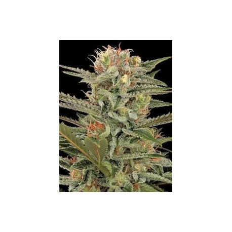 ORIGINAL AMNESIA * DINAFEM SEEDS 10 SEMI FEM 