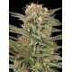 ORIGINAL AMNESIA * DINAFEM SEEDS 5 SEMI FEM 